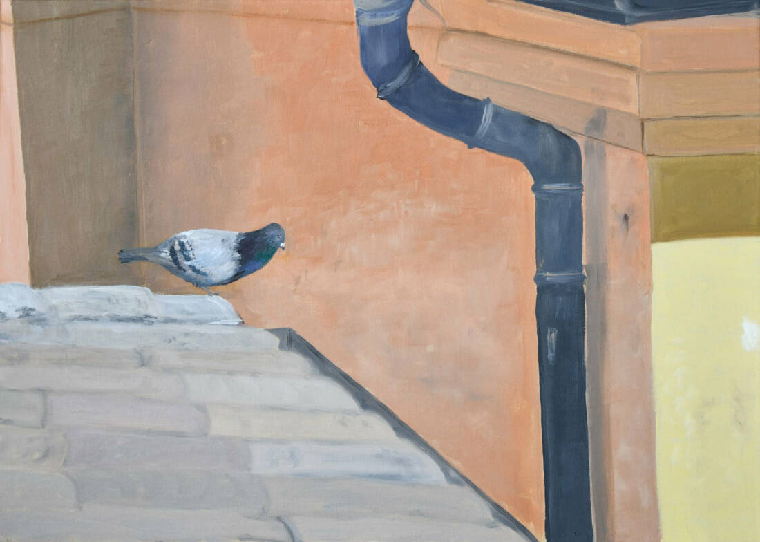 Theda Hassenpflug, 2024, Pigeon, Öl auf Leinwand, 70 × 50 cm