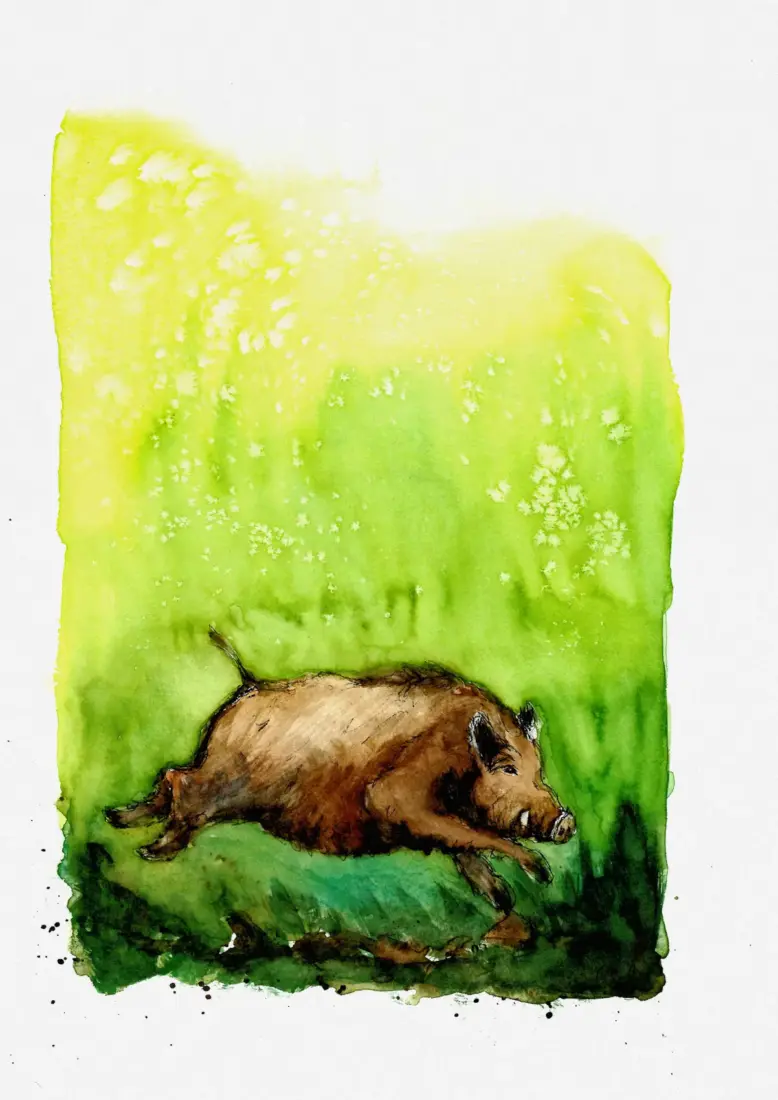 Wildschwein, 2026, Aquarell und Fineliner, 21 × 29,7 cm